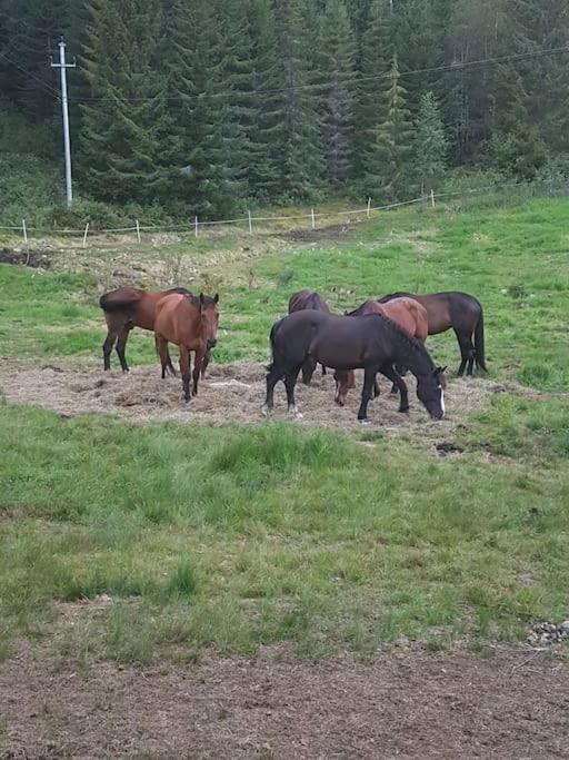 River Run Ranch - Telemark Drangedal Eksteriør bilde