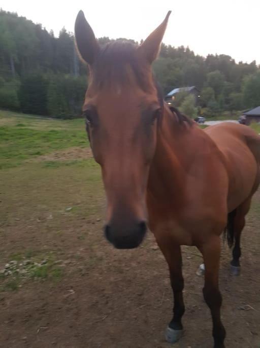 River Run Ranch - Telemark Drangedal Eksteriør bilde