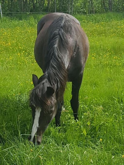River Run Ranch - Telemark Drangedal Eksteriør bilde