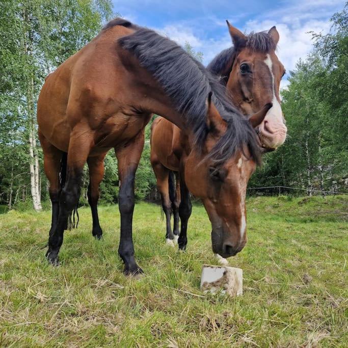River Run Ranch - Telemark Drangedal Eksteriør bilde